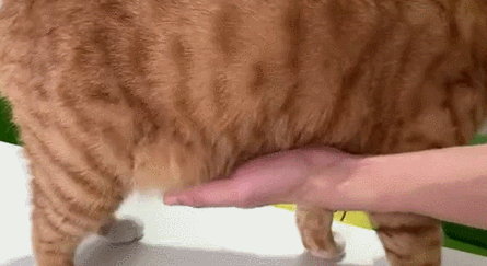 Primordial Pouch or Just Belly Fat? What Exactly Is That Saggy Flap Under Your Cat’s Stomach?