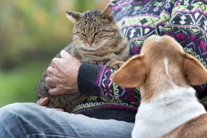 Do Cats and Dogs Really Get Jealous?