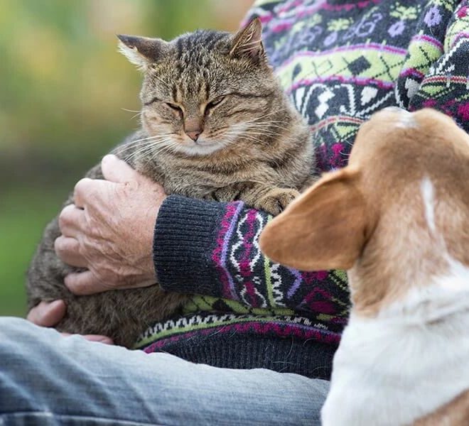 Do Cats and Dogs Really Get Jealous?
