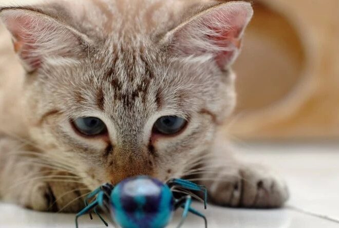 Can Cats Eat Bugs?