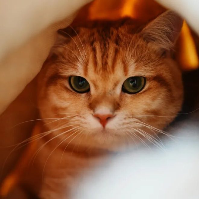 When Were Domestic Cats Introduced to China?