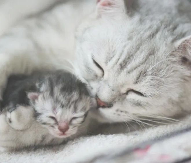 Do Mother Cats Miss Their Kittens?