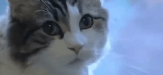 Can Cats Predict Death? The End of Science Is Metaphysics…