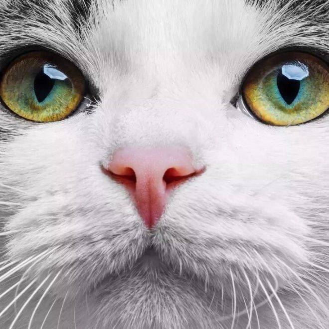 Paranormal Events: Why My Furball Keeps Staring at the Space Behind Me