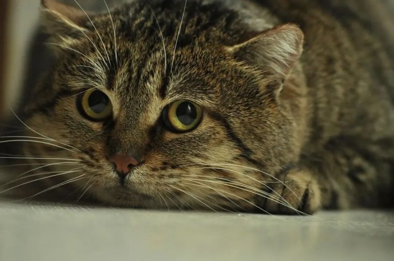 Can Cats Understand Other Cats’ Names? Cats Are Smarter Than You Think!