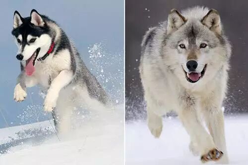 Where Do Dogs Come From? An Exploration of the ‘Archaeology of Knowledge’ About Animals