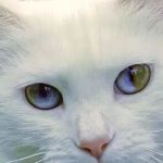 Why Do Cats Have Rainbows in Their Eyes?