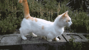 Do Cats Use Their Tails to Communicate? What Does It Mean When They Hit Me With Their Tail?