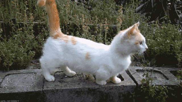Do Cats Use Their Tails to Communicate? What Does It Mean When They Hit Me With Their Tail?