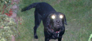 Why Do Dogs Suddenly Bark at the Air? Did They See Something They Shouldn’t Have?