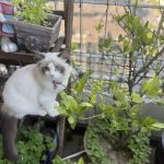 The Most Mysterious Secret to Wealth and Luck: Raising a Cat