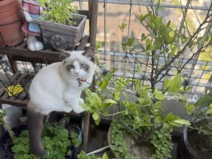 The Most Mysterious Secret to Wealth and Luck: Raising a Cat