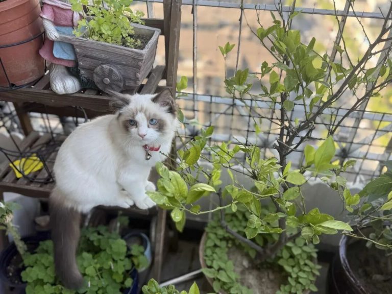 The Most Mysterious Secret to Wealth and Luck: Raising a Cat