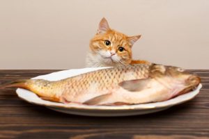 Do Cats Naturally Avoid Getting Fish Bones Stuck While Eating Fish?