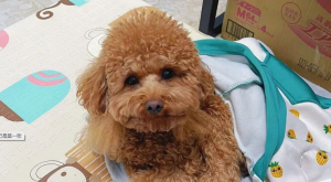 Why Don’t Dogs Disturb Us While We Sleep?