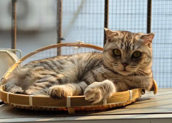 It’s Heartbreaking! Turns Out, Your Cat Can’t Actually Remember Your Face — It Relies on These Two Things to Recognize You