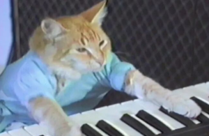 Can a Cat’s Purring Help Astronauts Survive in Space?