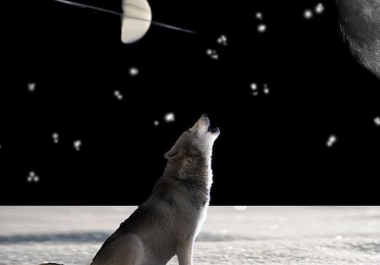 Why Dogs Are Born Smart and Have Human-Like Traits: After Seeing Their ‘Family Tree,’ You’ll Believe It