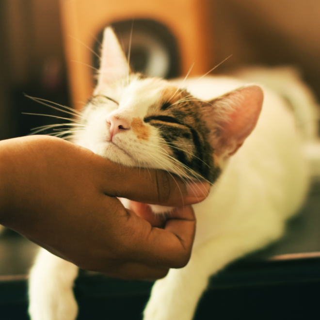 4 Secrets of a Cat’s Brain – They Are Actually Very Smart