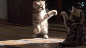 Perfect for Cold Days: How Cats Solve Our Emotional Problems