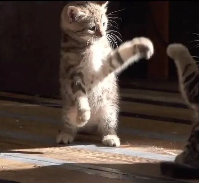 Perfect for Cold Days: How Cats Solve Our Emotional Problems