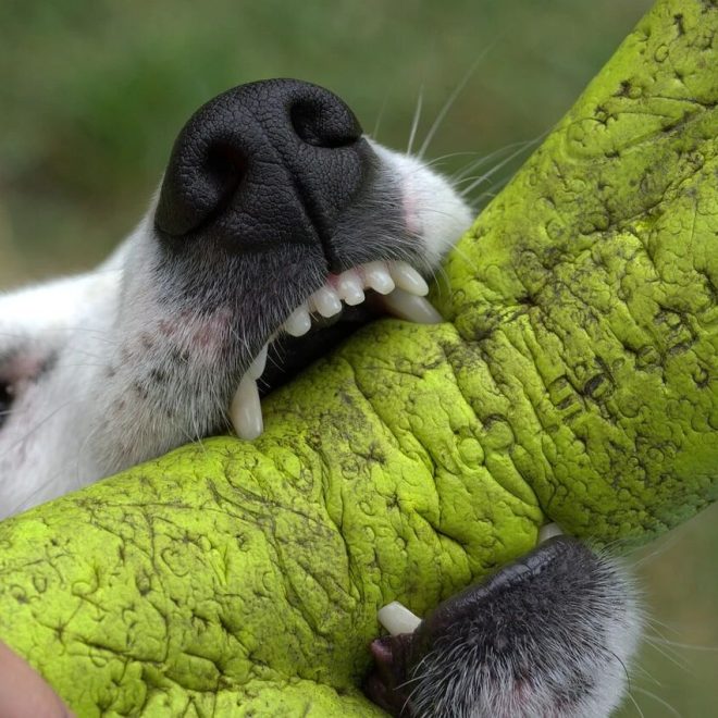 Dog Aggression Towards Humans: Common Misconceptions and the Hidden Truths You Need to Know